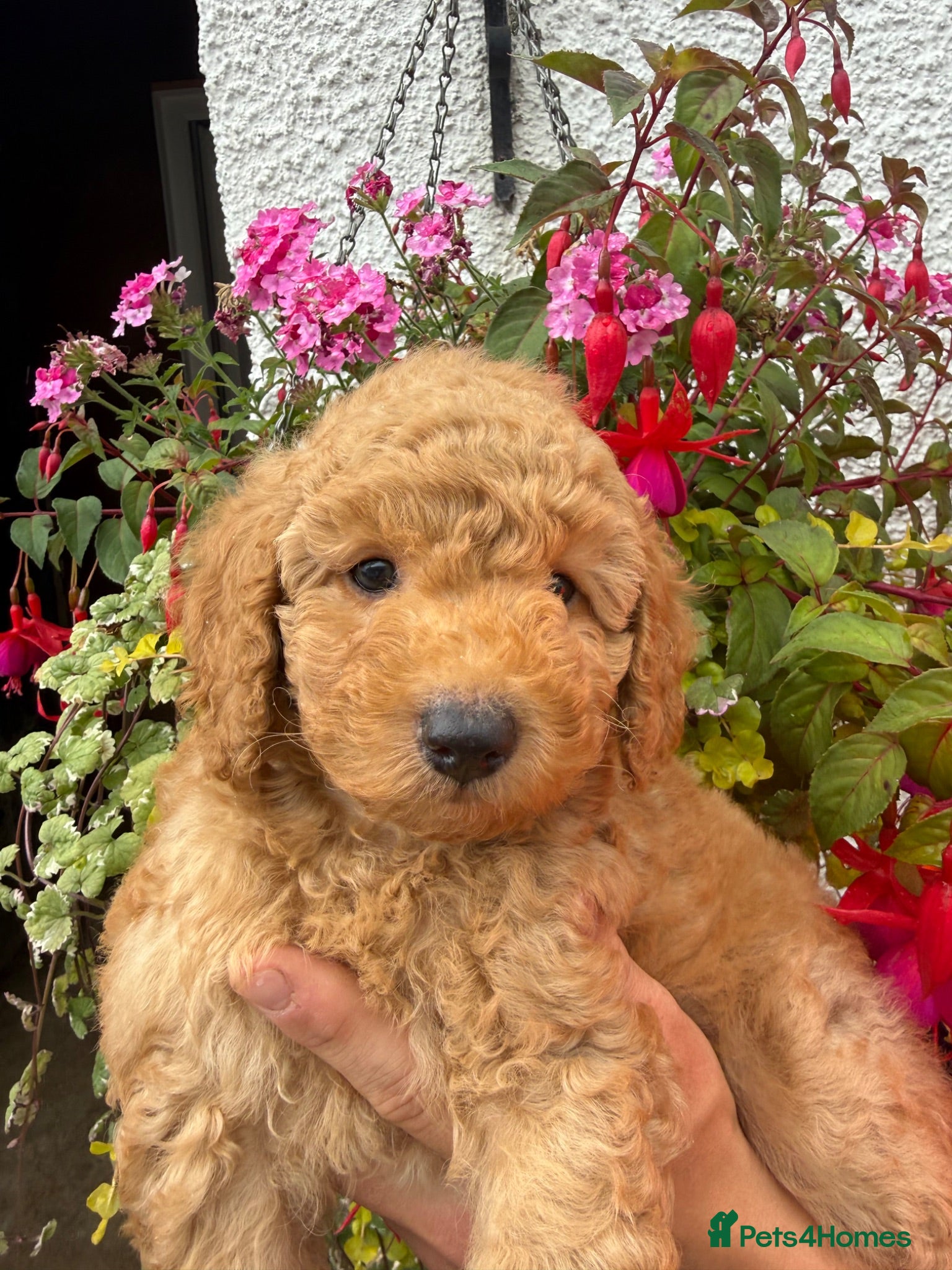 Labradoodle dogs F1B Miniature Labradoodles.  - Advert 1