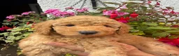 Labradoodle dogs for sale: F1B Miniature Labradoodles.  - Advert 9