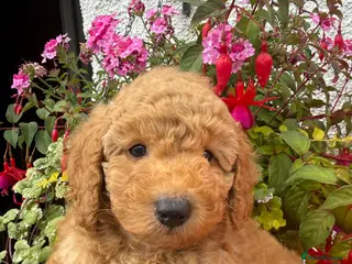 Labradoodle dogs F1B Miniature Labradoodles. - Advert 1