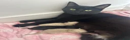 Mixed Breed cats for sale: Siamese x Bombay  - Advert 3