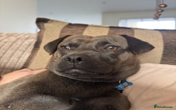 Mixed Breed dogs for sale: Beautiful, well-natured Staffy x Chihuahua  - Image 3