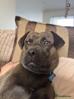 Mixed Breed dogs - Advert 16