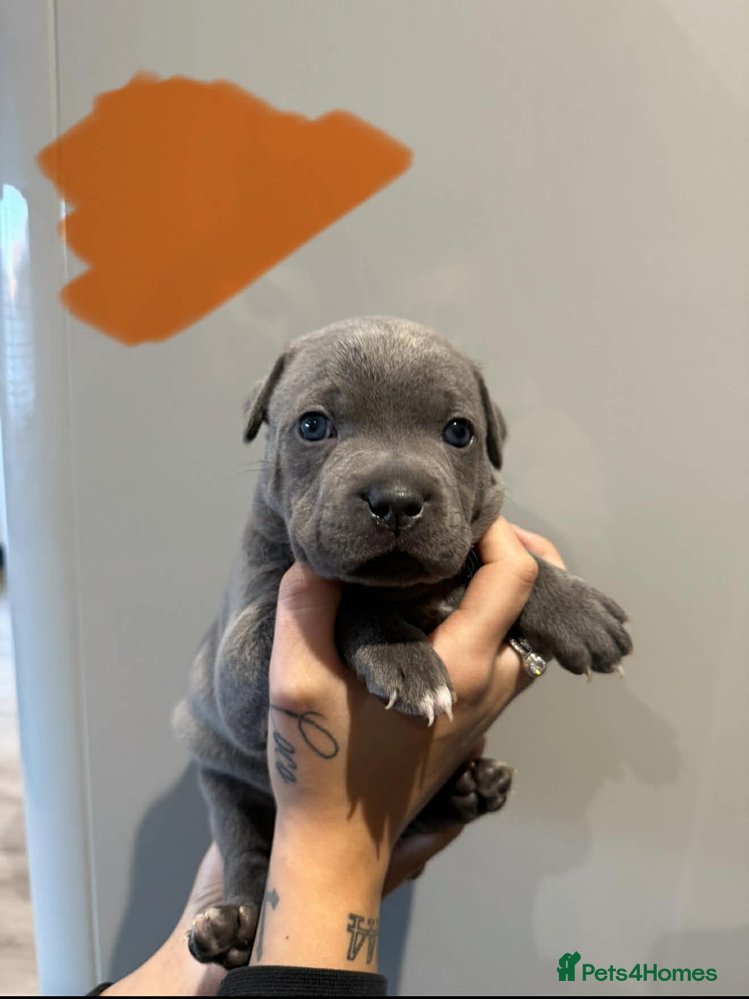Staffordshire Bull Terrier dogs for sale: Blue Staffordshire bull terrier pups  - Advert 11