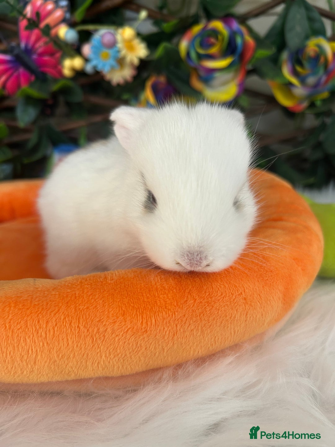 Mini Lop rabbits for sale: Pure Breed Mini lops  - Image 21