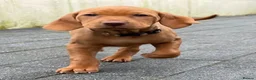 Hungarian Vizsla dogs for sale: Alba’s second litter  in Cullompton - Advert 5