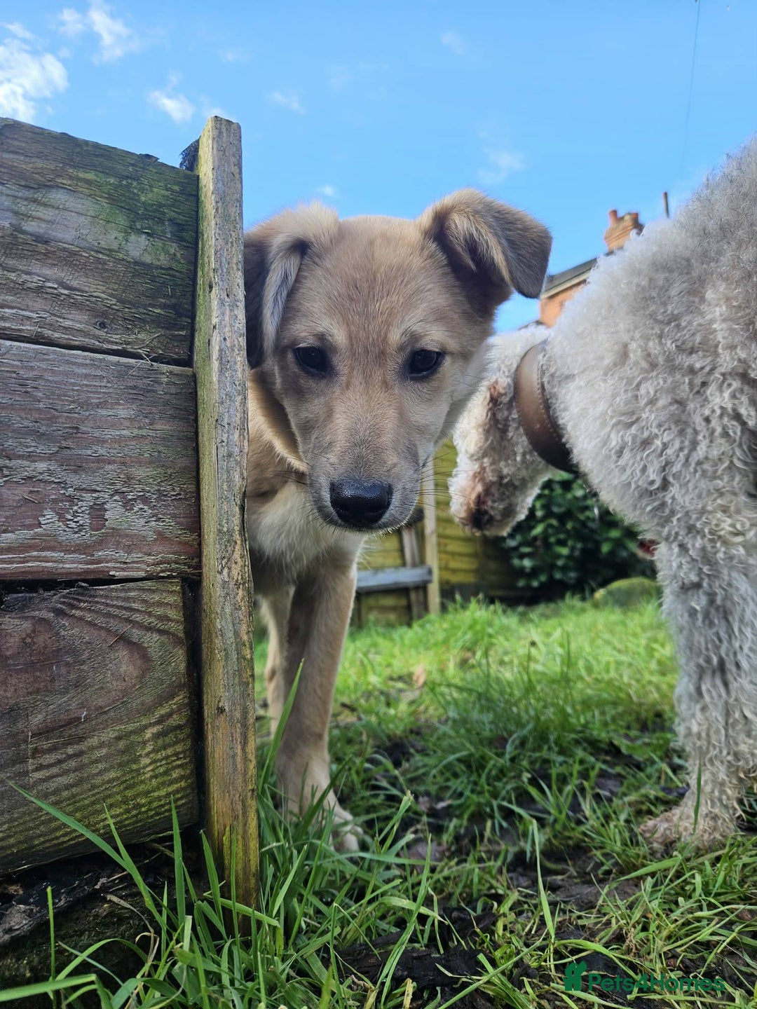 Mixed Breed dogs for adoption: Aramis for adoption - Advert 2