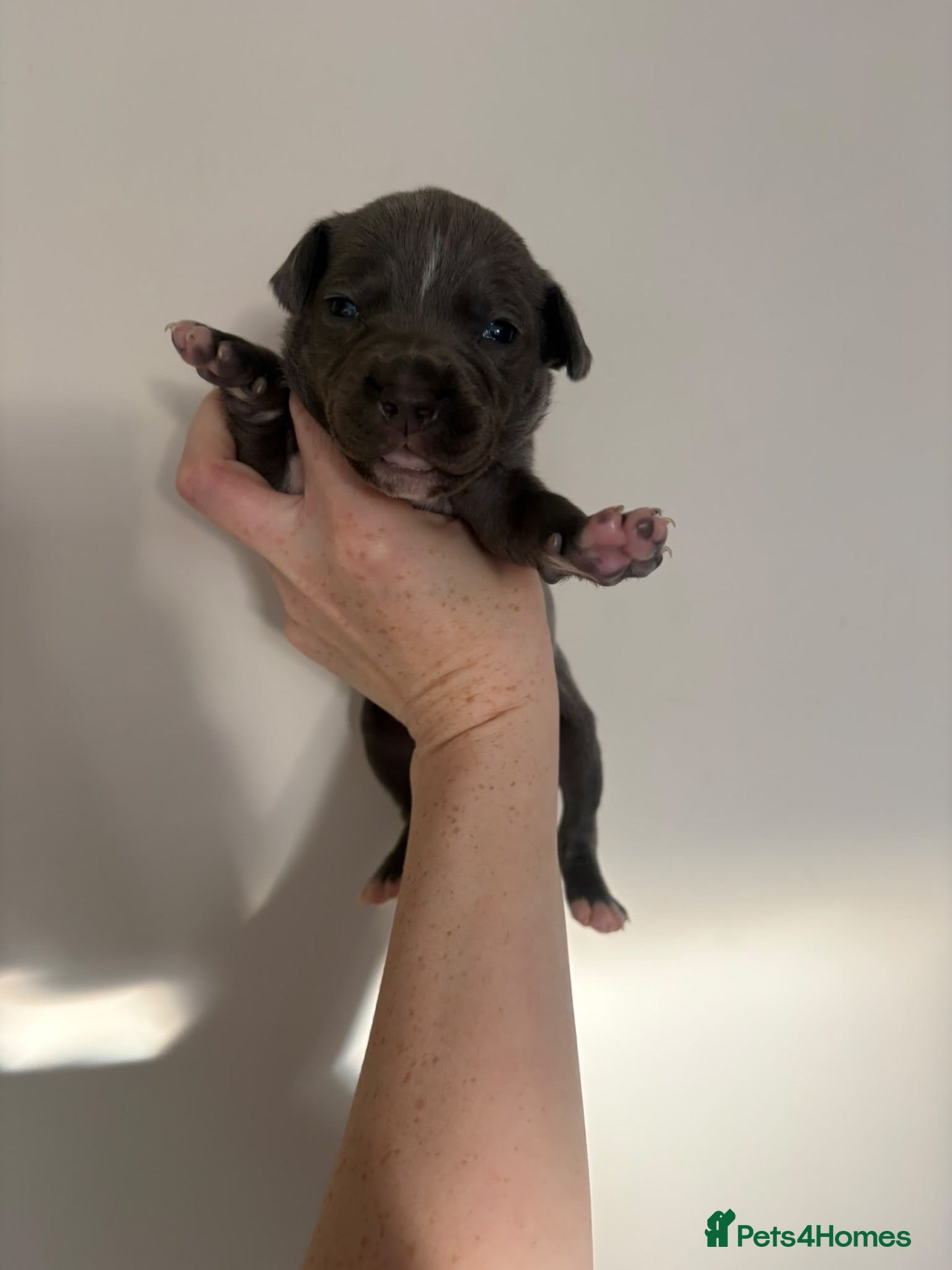 Staffordshire Bull Terrier dogs for sale: 10 Beautiful blue Staffordshire bull terrier pups - Advert 13