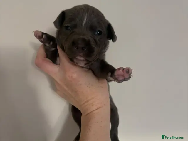 Staffordshire Bull Terrier dogs for sale: 10 Beautiful blue Staffordshire bull terrier pups - Advert 13
