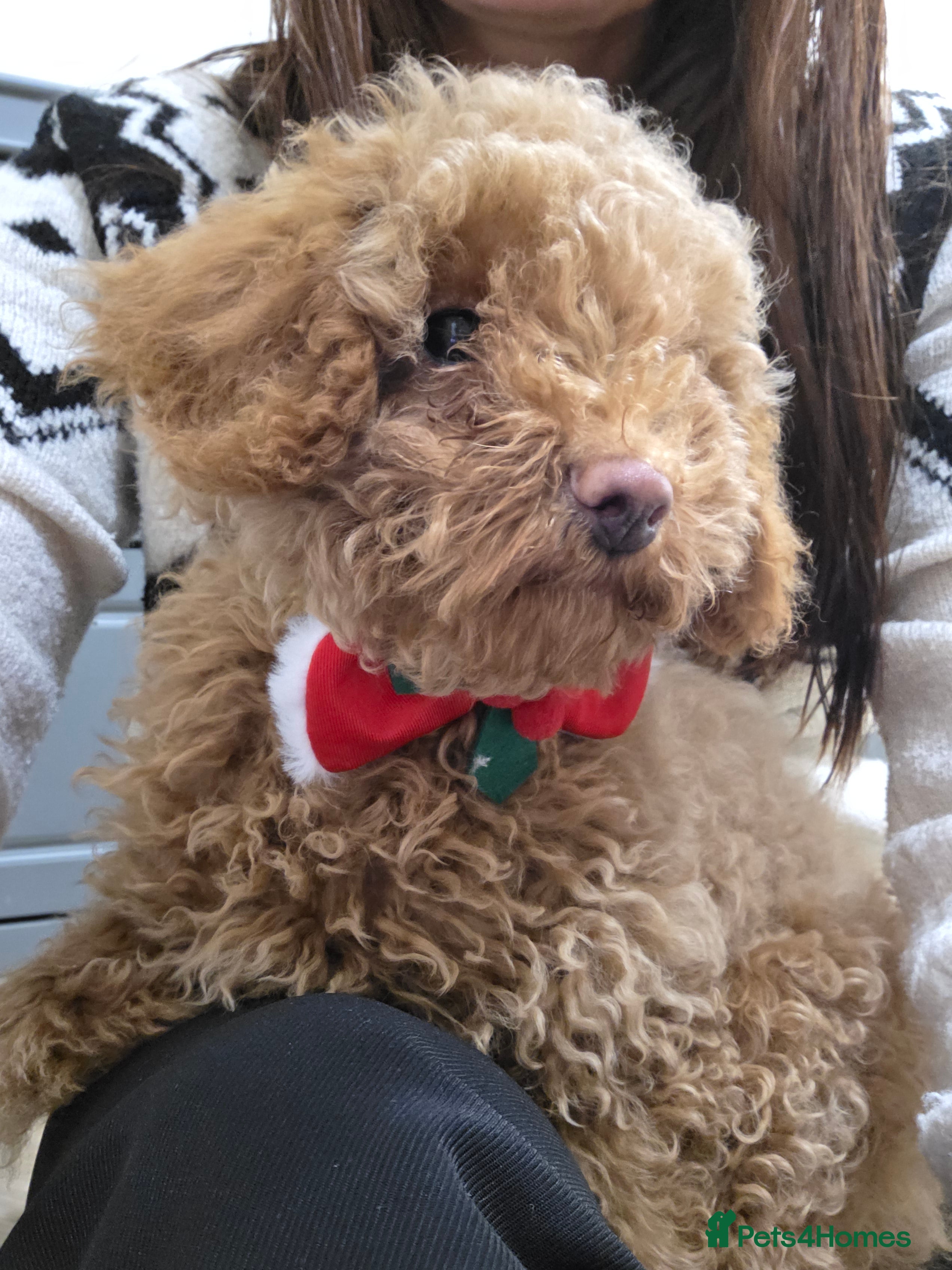 Toy Poodle dogs Girl Toy poodles  - Advert 13