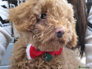 Toy Poodle dogs Girl Toy poodles - Advert 13