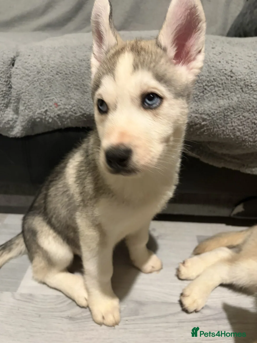 Siberian Husky dogs for sale: Husky - Advert 4