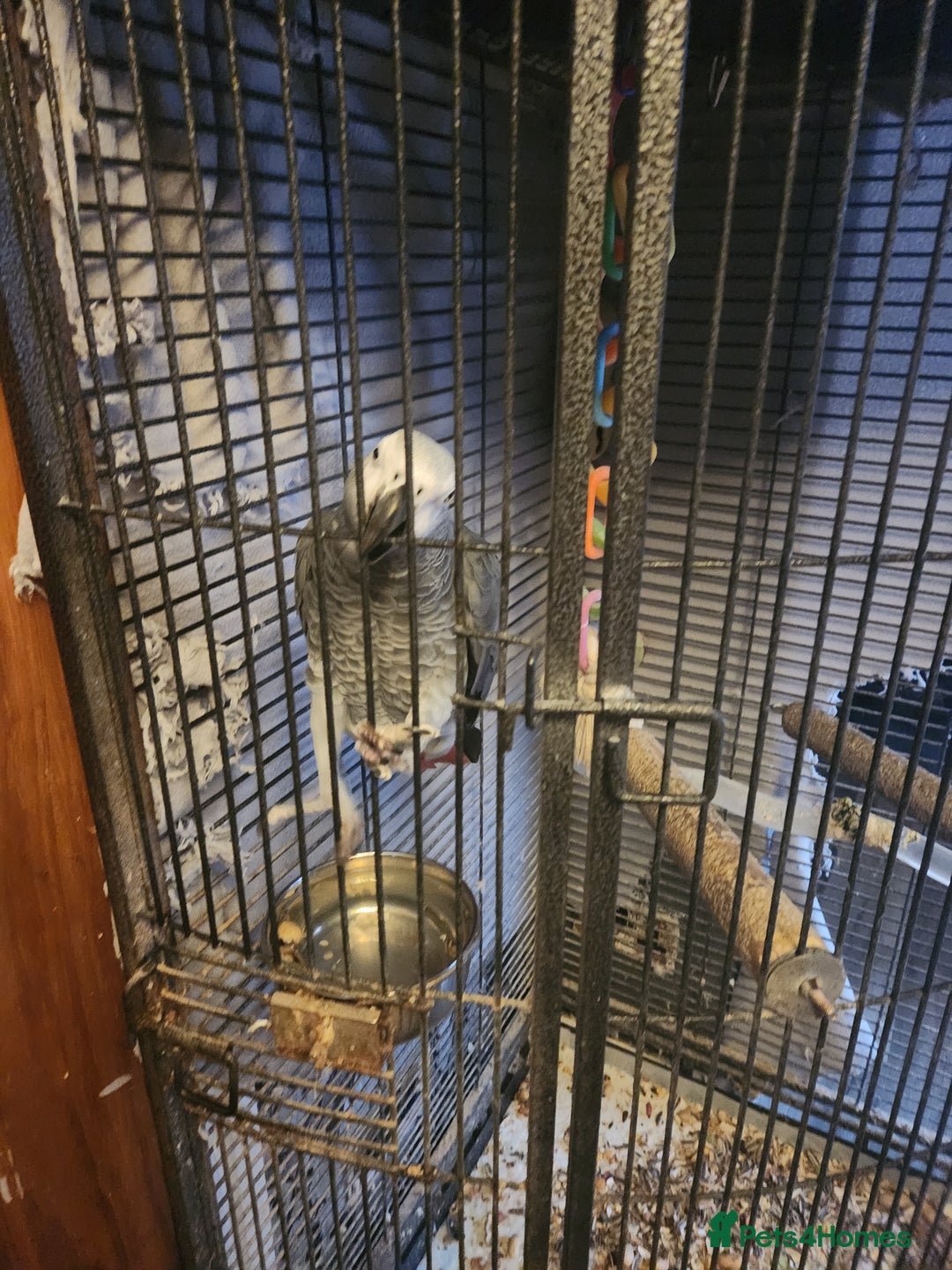 Parrots birds for sale: African grey parrot  - Image 7