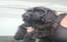 Cockapoo dogs for sale: Beautiful F1 Cockapoos- Ready Now  - Image 7