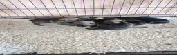 Border Terrier dogs for sale: Beautiful Border Terrier Puppies - Advert 13