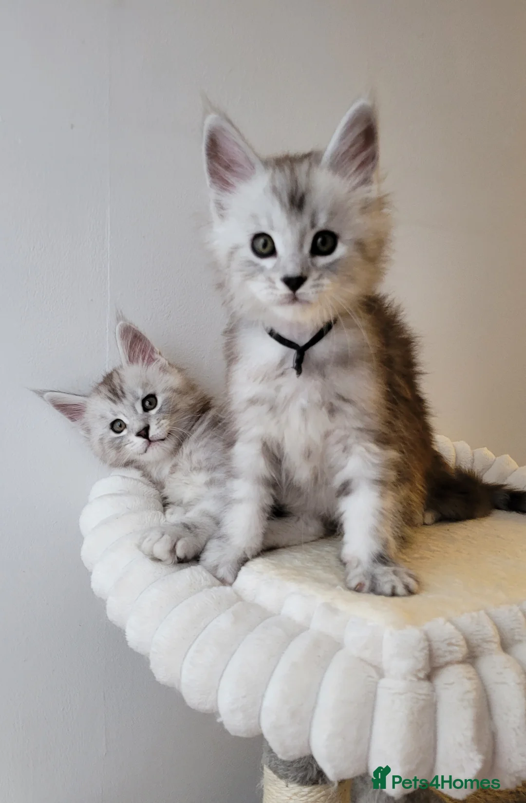 Maine Coon cats for sale: Tica registered Maine coon kittens  - Advert 14