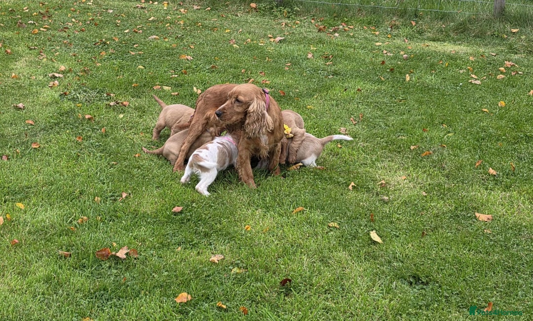 Cocker Spaniel dogs for sale: KC Registered Show Type Cocker Spaniels  - Image 9