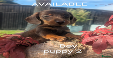 Miniature Dachshund dogs - Advert 13