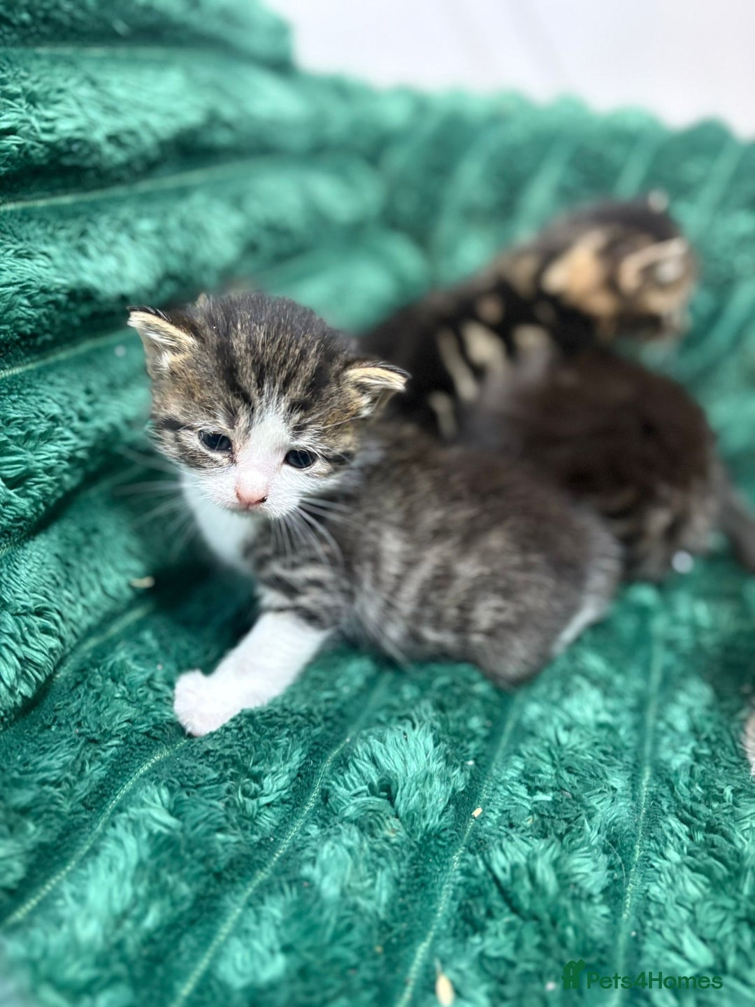 Bengal cats for sale: Adorable little kittens  - Advert 2