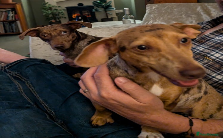 Mixed Breed dogs 3/4 Mini Dachshund 1/4 Jack Russell - Advert 2