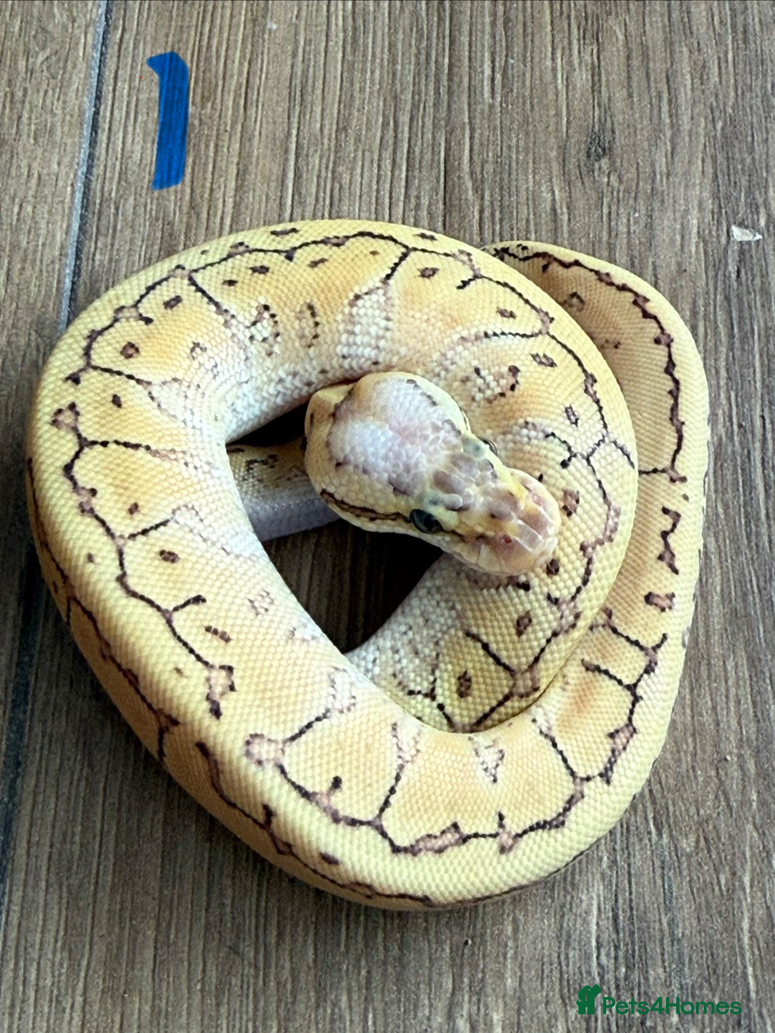 Snake reptiles Royal/ball python  - Advert 1