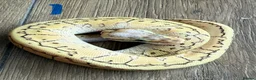 Snake reptiles for sale: Royal/ball python  - Advert 1