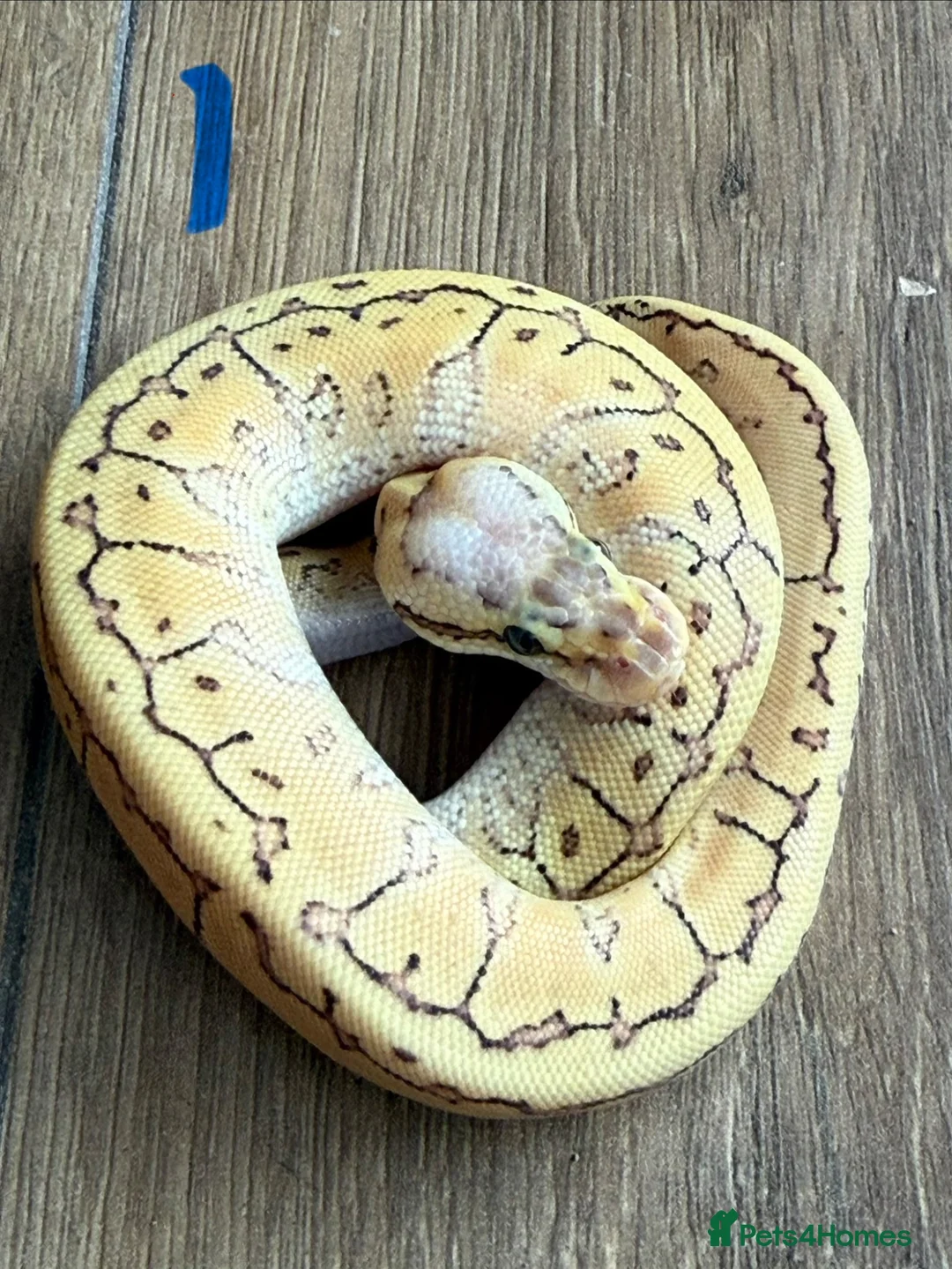 Snake reptiles for sale: Royal/ball python  - Advert 1