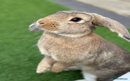 Mini Lop rabbits for sale: 3 bonded rabbits mini lops - Image 2