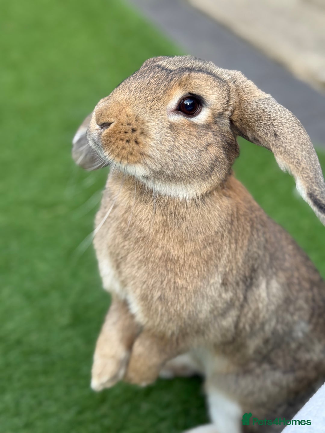 Mini Lop rabbits for sale: 3 bonded rabbits mini lops - Image 2