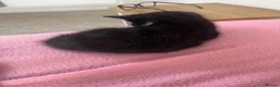 Mixed Breed cats for sale: Mixed litter  - Advert 6