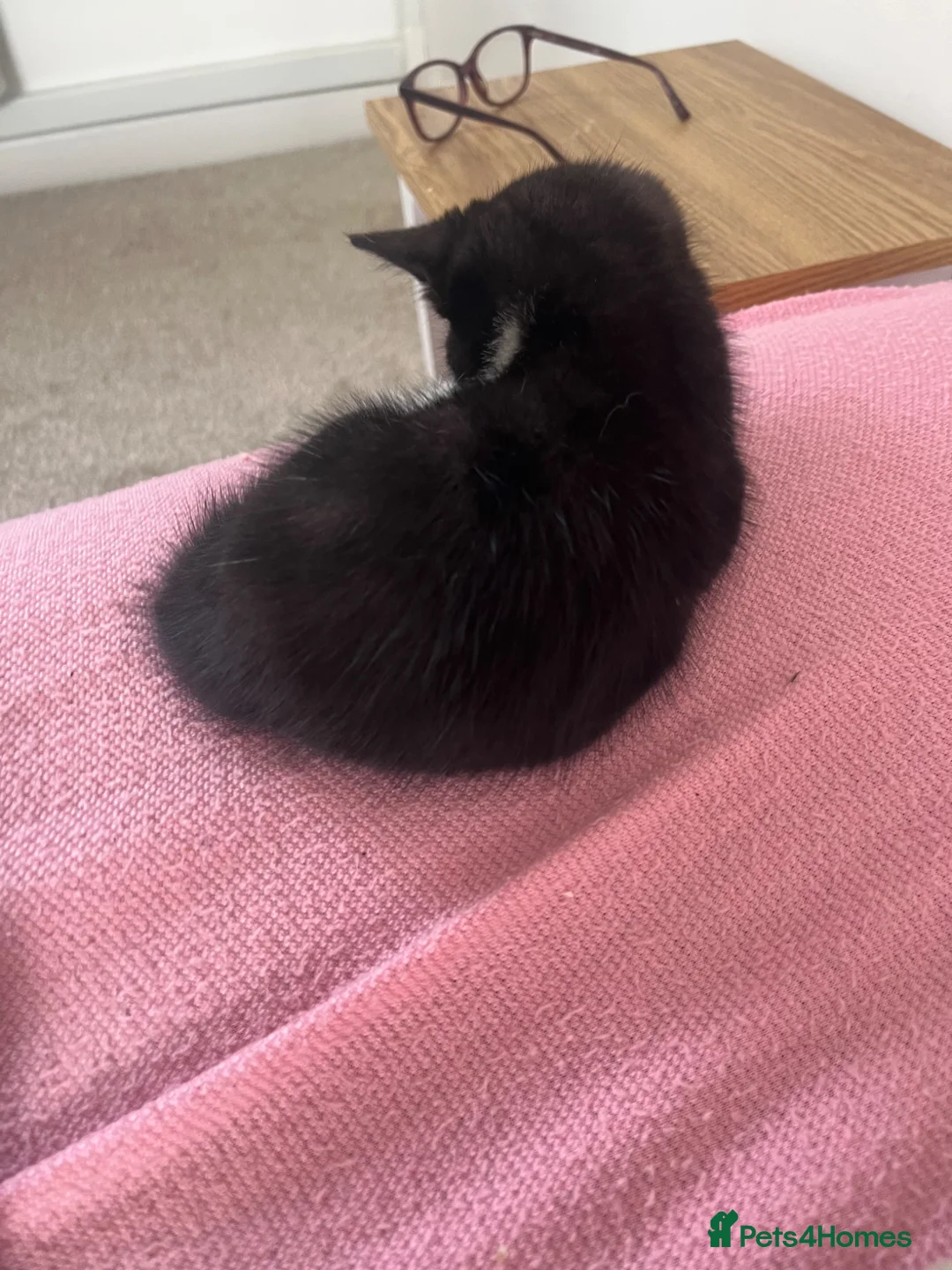 Mixed Breed cats for sale: Mixed litter  - Advert 6