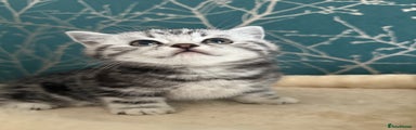 British Shorthair Kitten 1