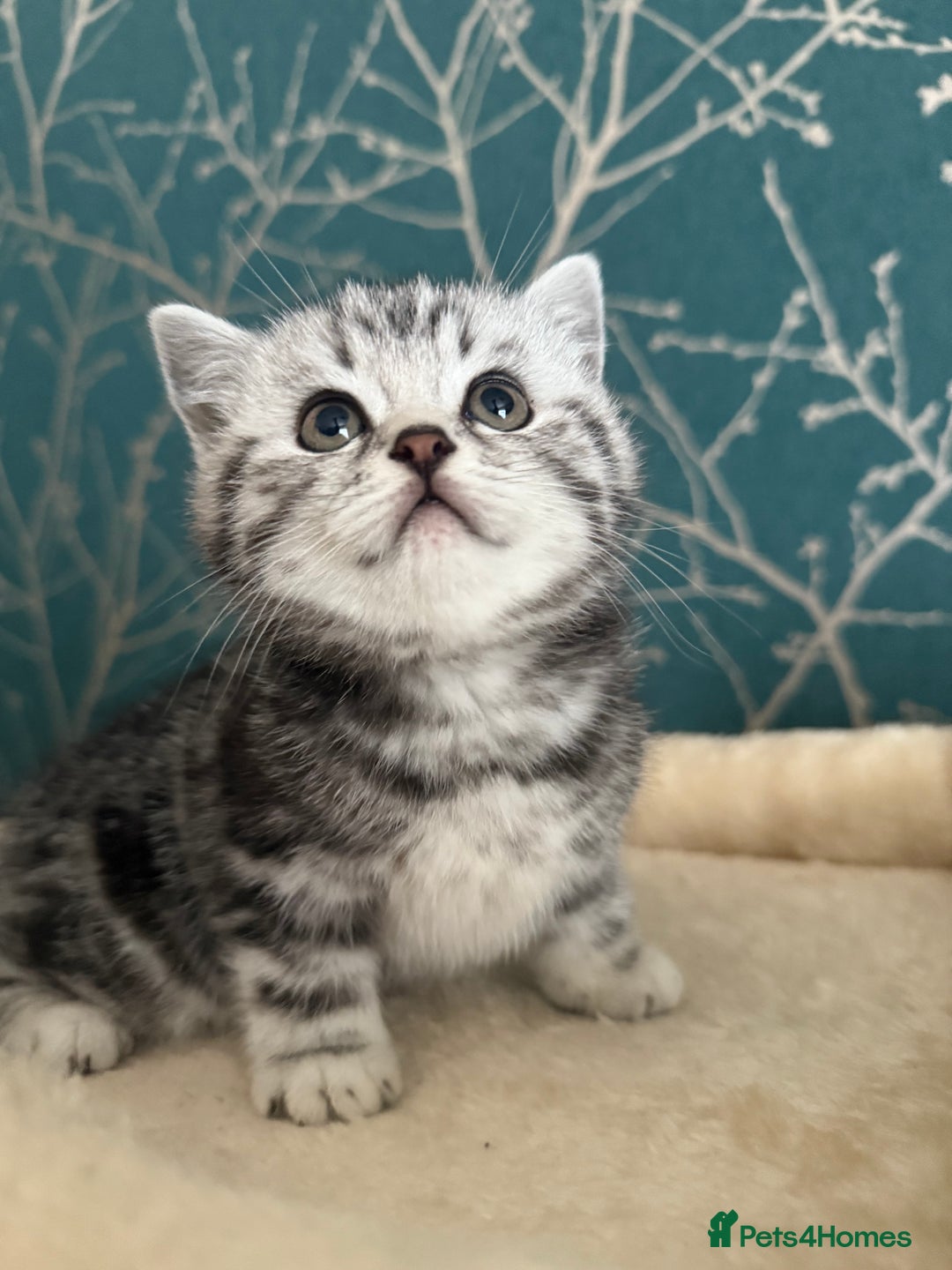 British Shorthair cats for sale: British shorthair silver tabby kittens - Advert 1