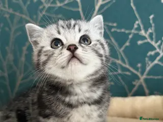 British Shorthair cats British shorthair silver tabby kittens - Advert 2