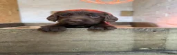 Sprocker dogs for sale: F1 sprocker puppies , ready to go - Advert 6