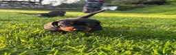 Dachshund dogs for sale: Miniature black and cream and Black and Tan pups in Wadebridge - Advert 3