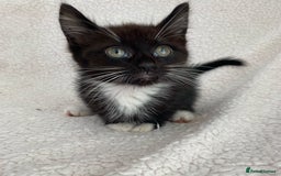 Domestic Shorthair cats for sale: Fluffy Black and White Male Kitten  - Image 6
