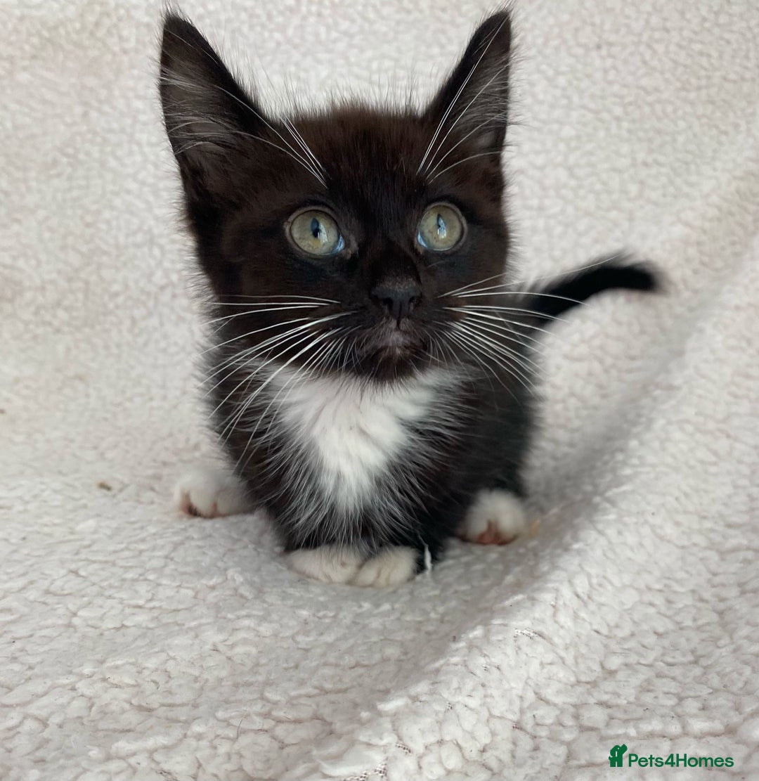 Domestic Shorthair cats for sale: Fluffy Black and White Male Kitten  - Image 6