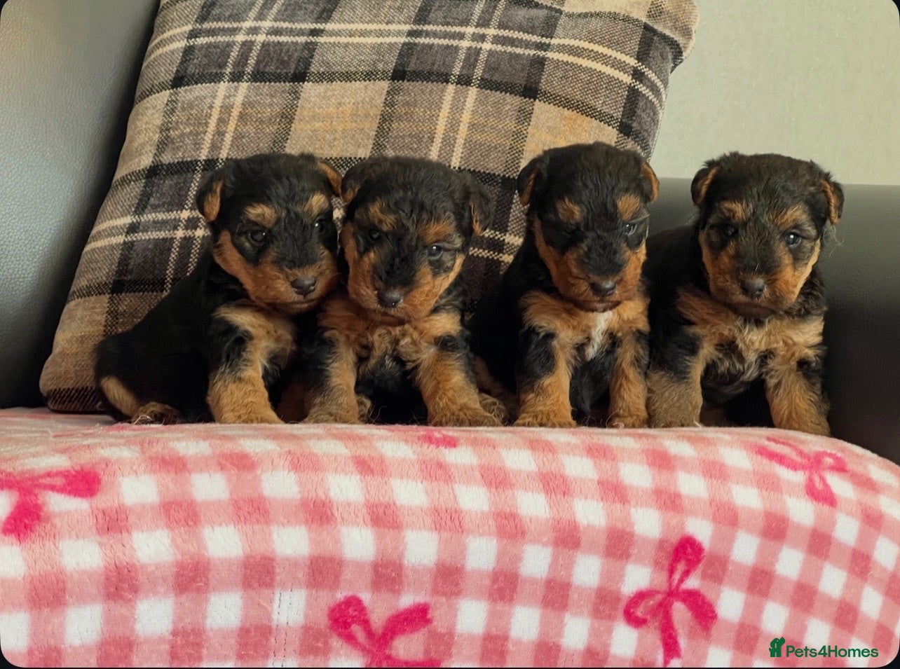 Welsh Terrier dogs STUNNING WELSH TERRIER PUPPIES AVAILABLE  - Advert 2