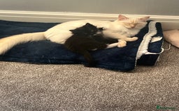 Mixed Breed cats for sale: 2 Ginger Kittens - Image 3