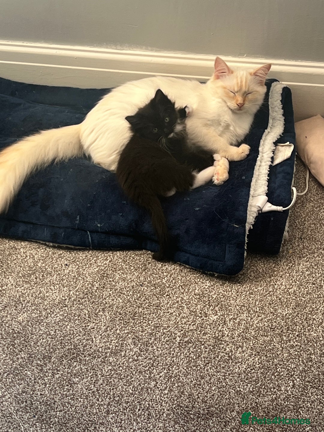 Mixed Breed cats for sale: 2 Ginger Kittens - Image 3