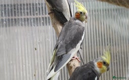 Cockatiels birds for sale: Cockatiels male & female aviary bred - Image 2