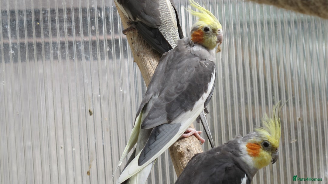 Cockatiels birds for sale: Cockatiels male & female aviary bred - Image 2