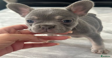 French Bulldog dogs - Advert 8