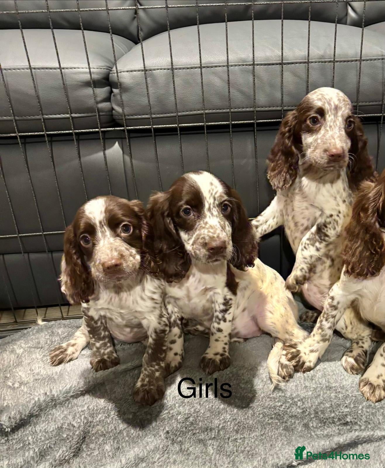Cocker Spaniel dogs Cocker Spaniel Girls Ready Now  - Advert 1