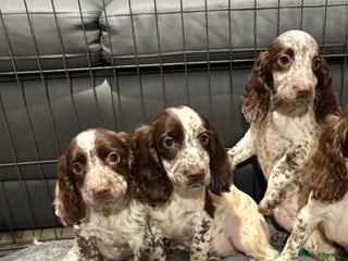 Cocker Spaniel dogs Cocker Spaniel Girls Ready Now - Advert 1