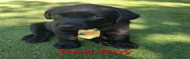 Labrador Retriever 2 Red Boy❤️