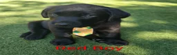 Labrador Retriever dogs for sale:  KC Black Labradors – 4 Boys & 2 Girls Available🐶 - Advert 21