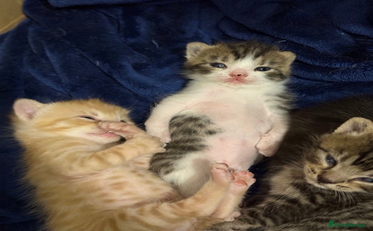 Domestic Shorthair cats - Advert 10