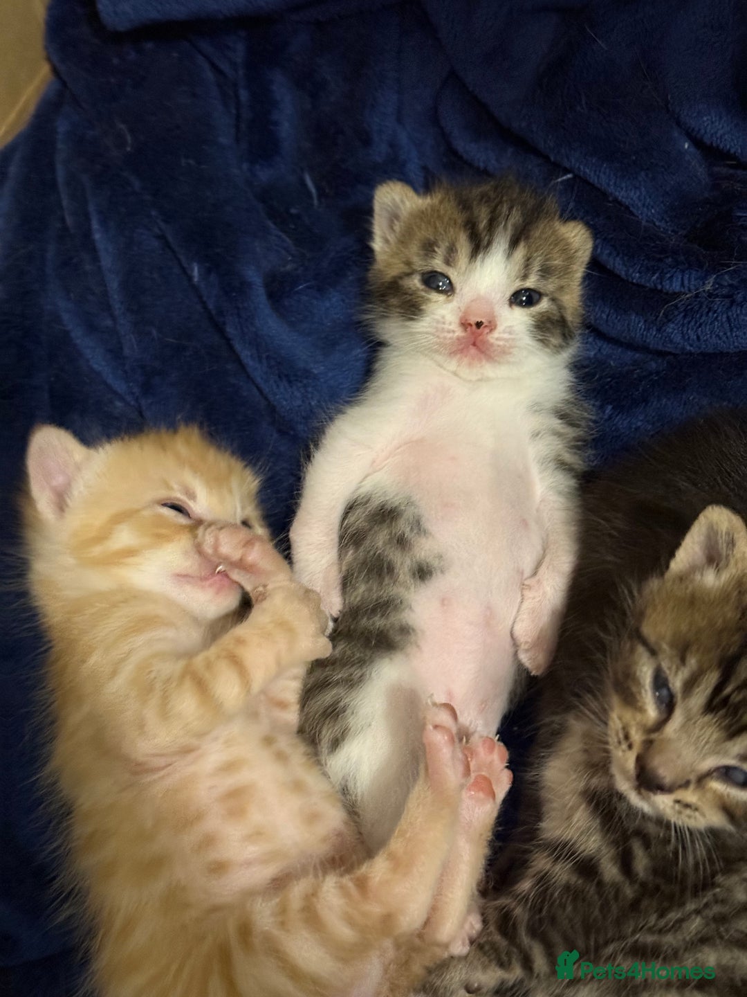 Domestic Shorthair cats for sale: Domestic Shorthair - Image 1