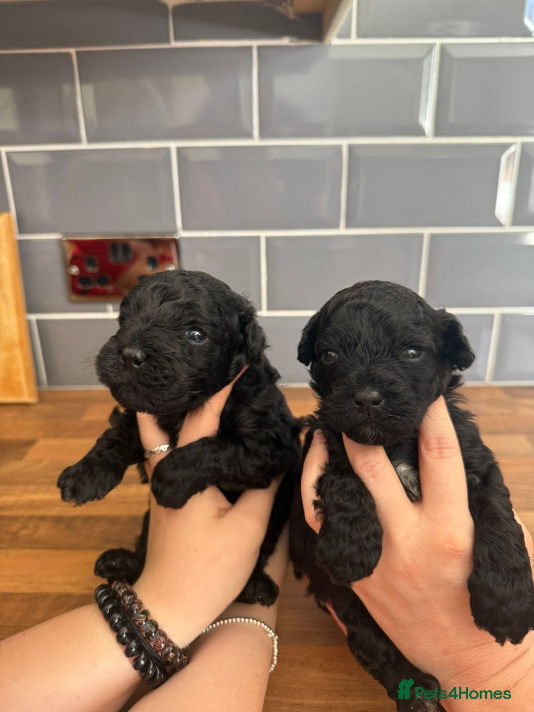 Mixed Breed dogs for sale: Shichonpoo (Teddy bear) puppies  - Image 3